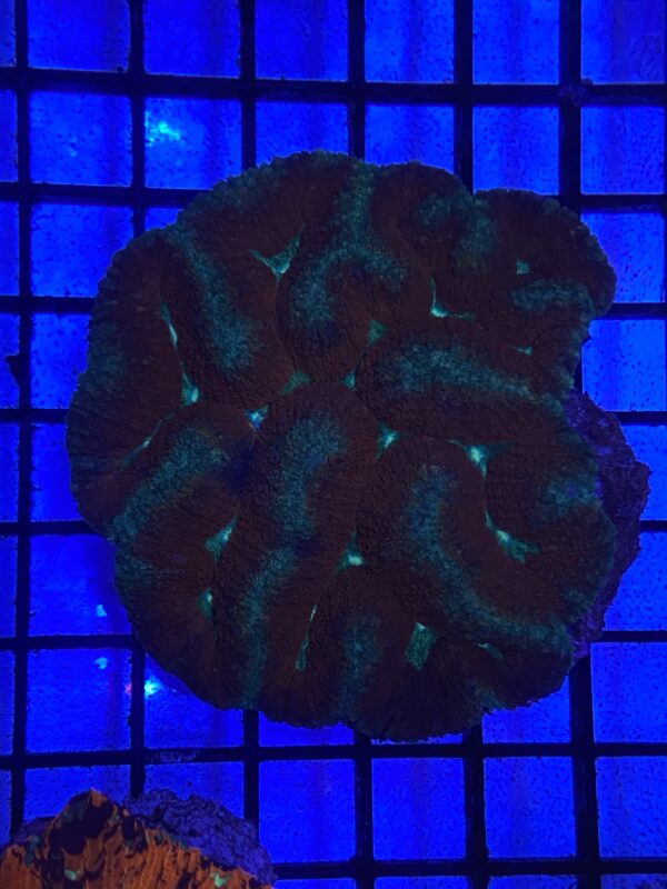 Symphyllia Sp.