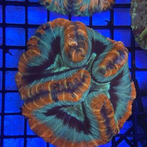 Wellsophyllia Radiata Ultra Colour