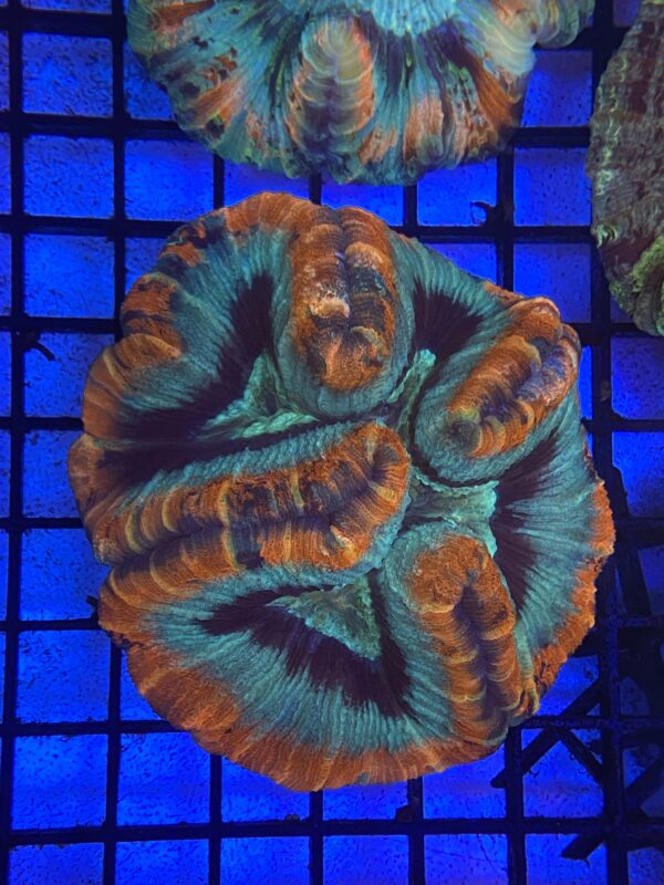 Wellsophyllia Radiata Ultra Colour