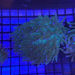 Heliofungia Actiniformis (Blue/Green)