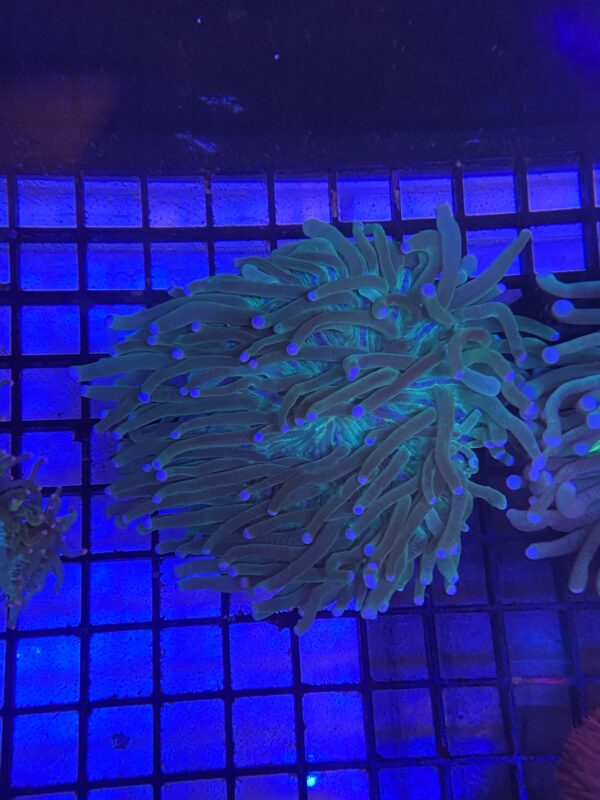 Heliofungia Actiniformis (Blue/Green)