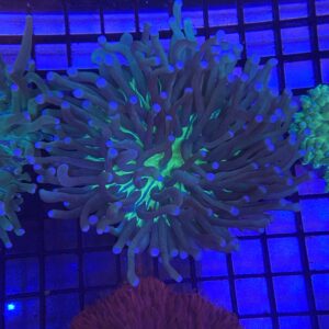 Heliofungia Actiniformis Plate (Green Blue Tips)