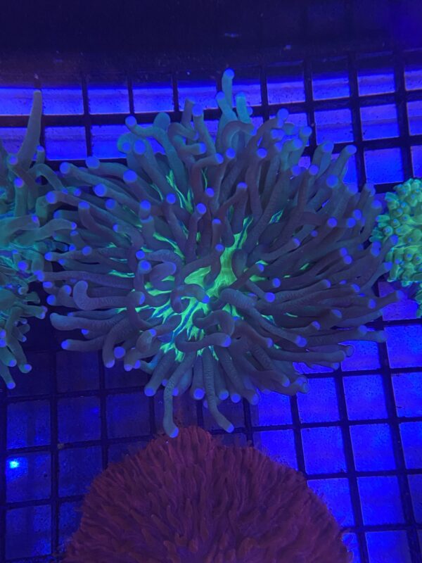 Heliofungia Actiniformis Plate (Green Blue Tips)