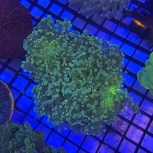 Ephyllia Divisa Branch Green Metallic