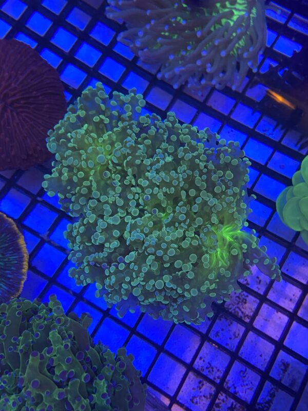 Ephyllia Divisa Branch Green Metallic