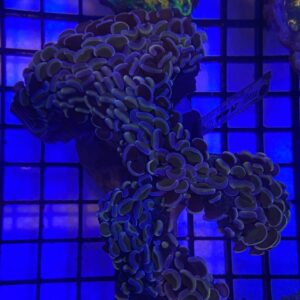 Euphyllia Ancora Wall Hammer Orange Metallic