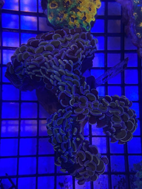 Euphyllia Ancora Wall Hammer Orange Metallic