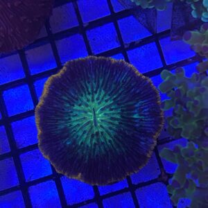 Fungia Bicolor Grado A