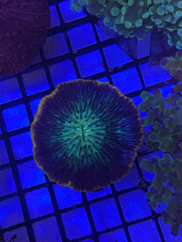 Fungia Bicolor Grado A