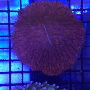 Fungia Red Plate Coral Metallic