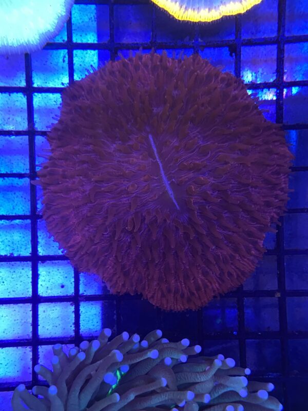 Fungia Red Plate Coral Metallic