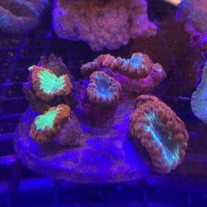 Blastomussa Wellsi xCabeza