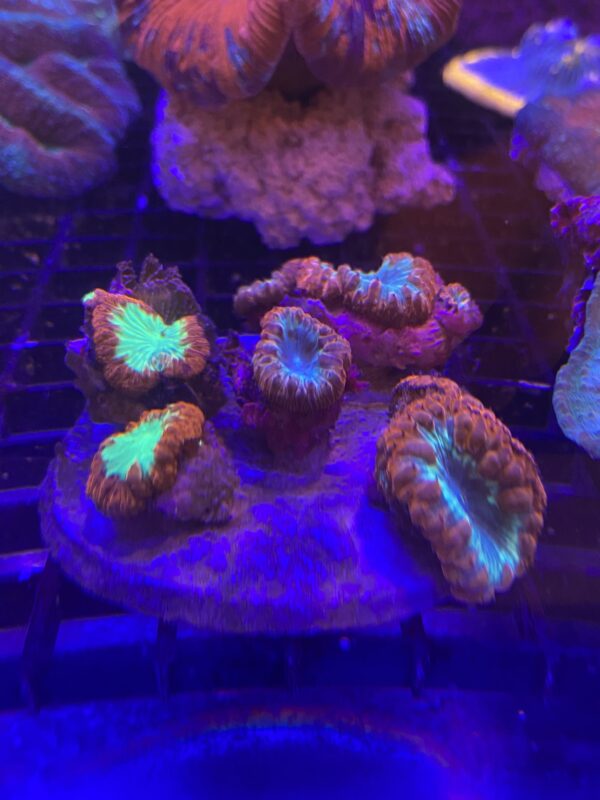 Blastomussa Wellsi xCabeza