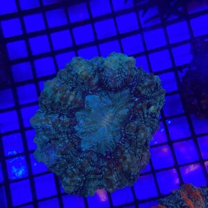 Acanthophyllia Deshayesiana Green Metallic