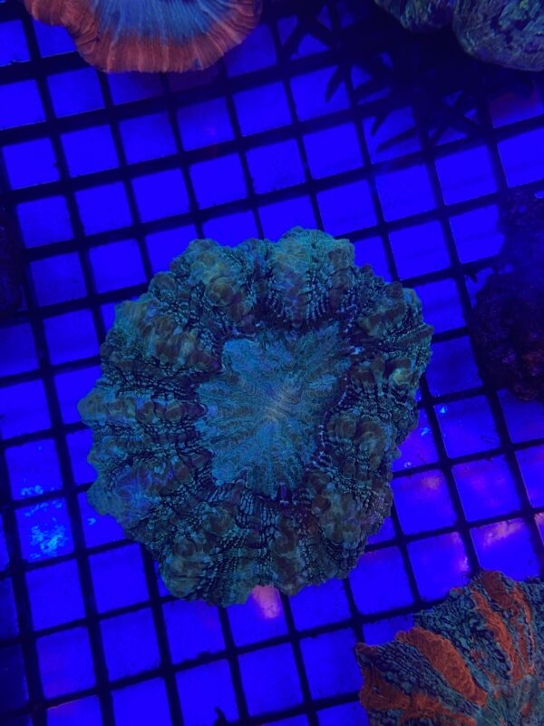 Acanthophyllia Deshayesiana Green Metallic