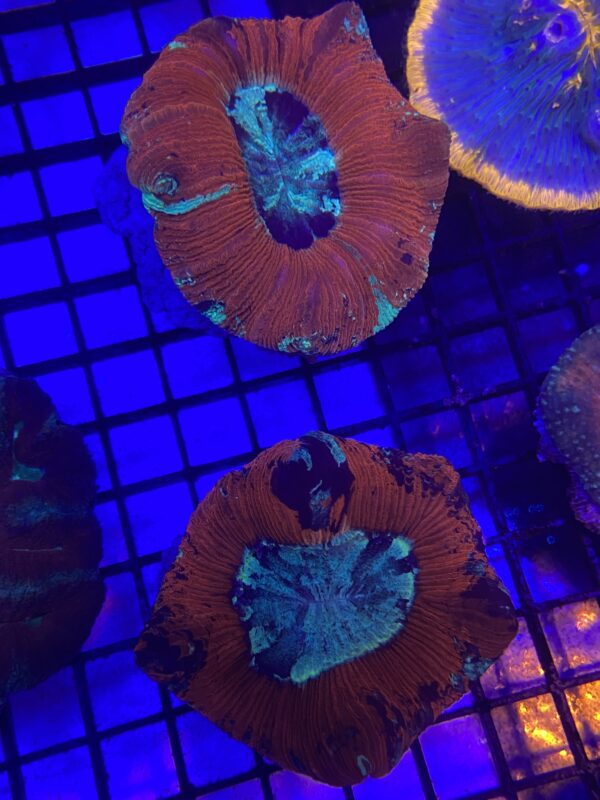 Trachyphyllia Geoffroyi Red Thin Meat Metallic - Imagen 2