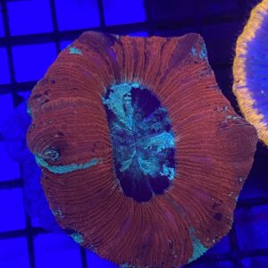 Trachyphyllia Geoffroyi Red Thin Meat Metallic
