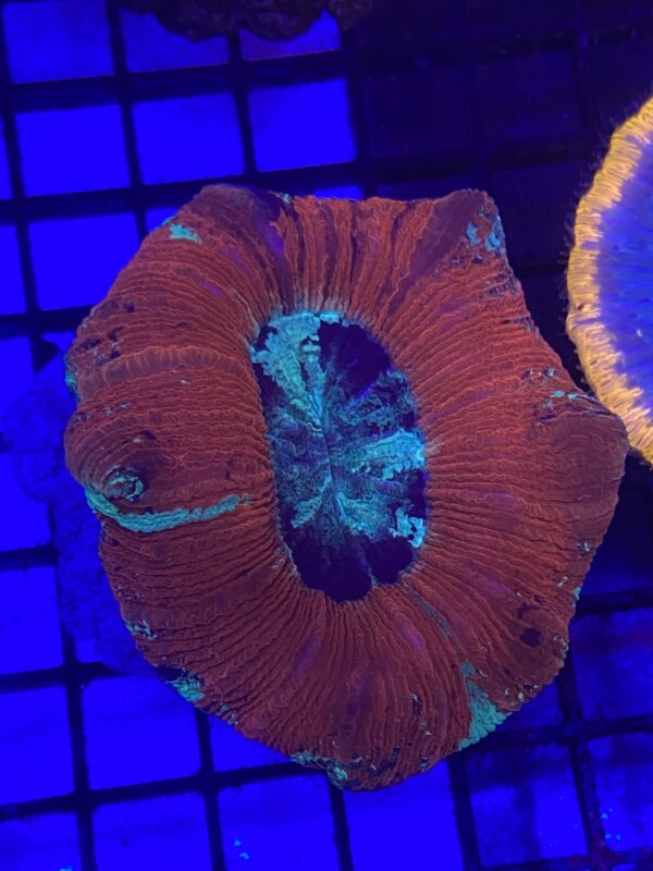 Trachyphyllia Geoffroyi Red Thin Meat Metallic