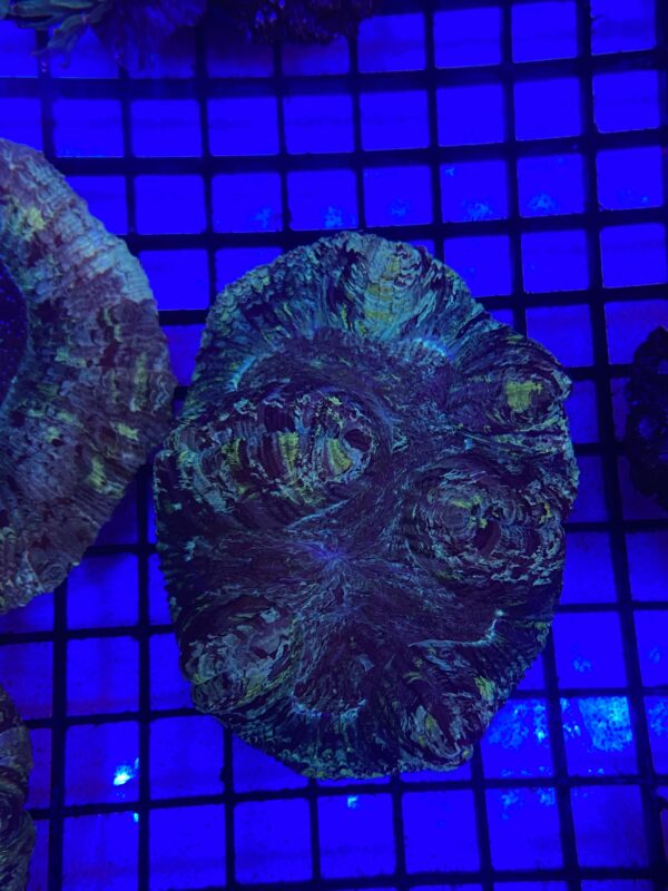 Trachyphyllia Geoffroyi Bicolor Green Based - Imagen 2