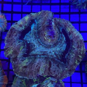 Trachyphyllia Geoffroyi Bicolor Green Based