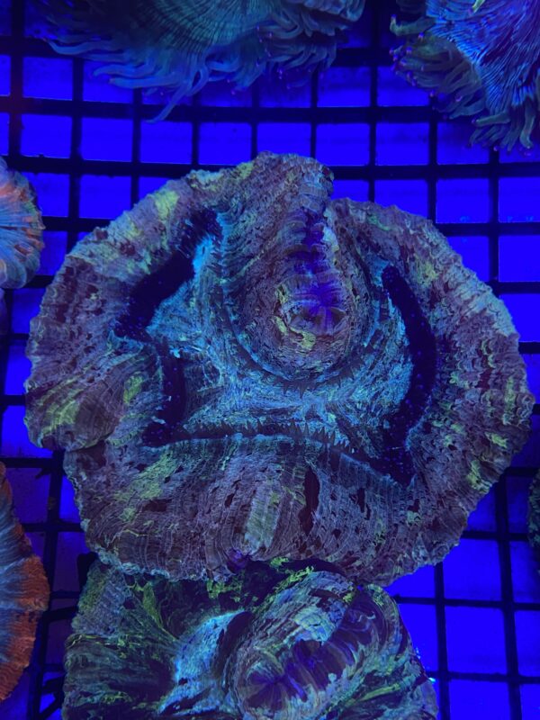 Trachyphyllia Geoffroyi Bicolor Green Based