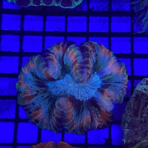Trachyphyllia Geoffroyi Bicolor