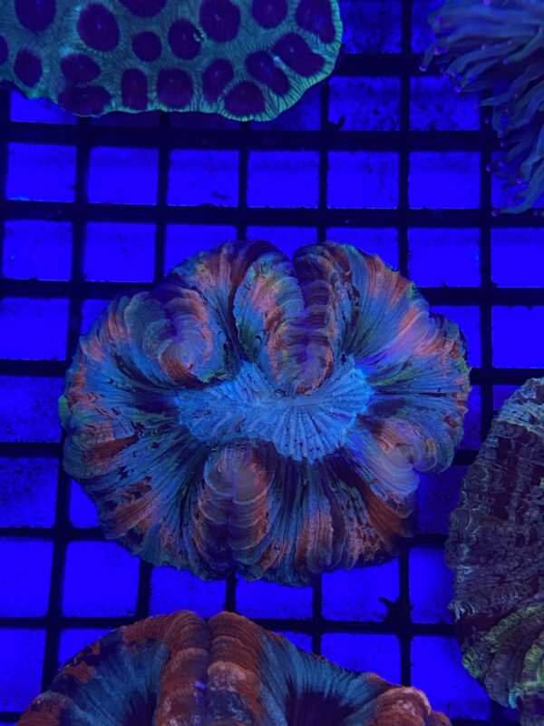 Trachyphyllia Geoffroyi Bicolor