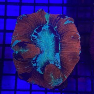 Trachyphyllia Geoffroyi Bicolor Red Based