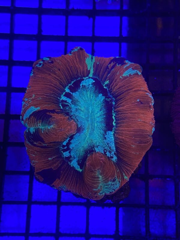 Trachyphyllia Geoffroyi Bicolor Red Based