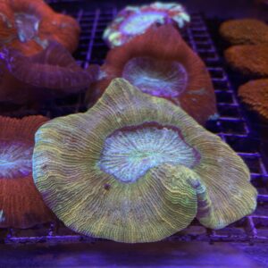 Trachyphyllia Geoffroyi Flat Bottom Green Grade A (M)