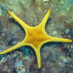 Iconaster Longimanus