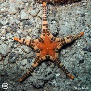 Iconaster Longimanus