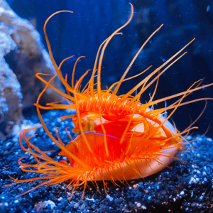 Flame Scallop