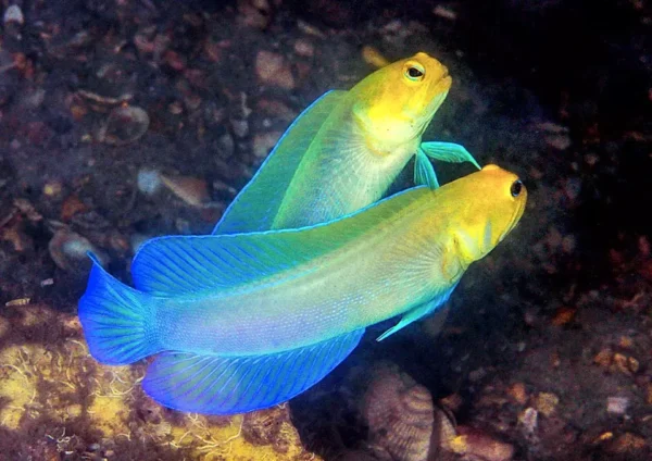 Opistognathus Aurifrons