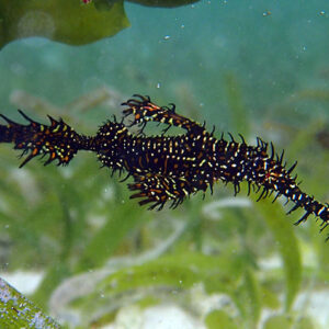 Solenostomus Armatus