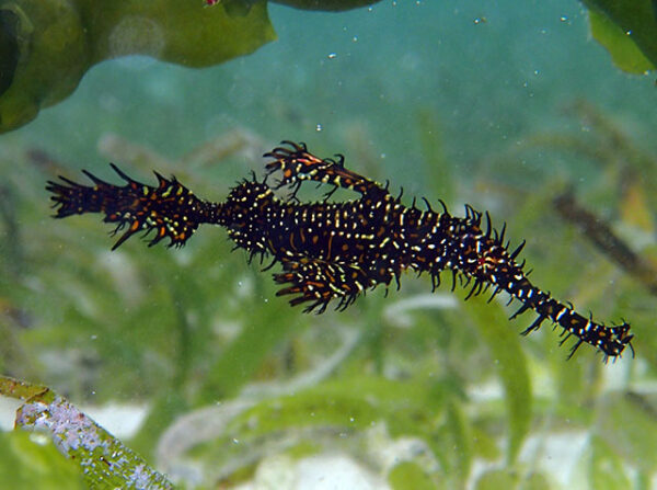 Solenostomus Armatus - Imagen 2