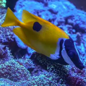 Siganus Unimaculatus