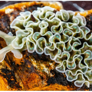 Tridachia Crispata