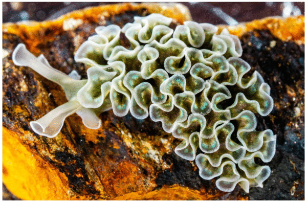 Tridachia Crispata
