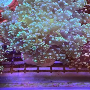 Ephyllia Divisa Green