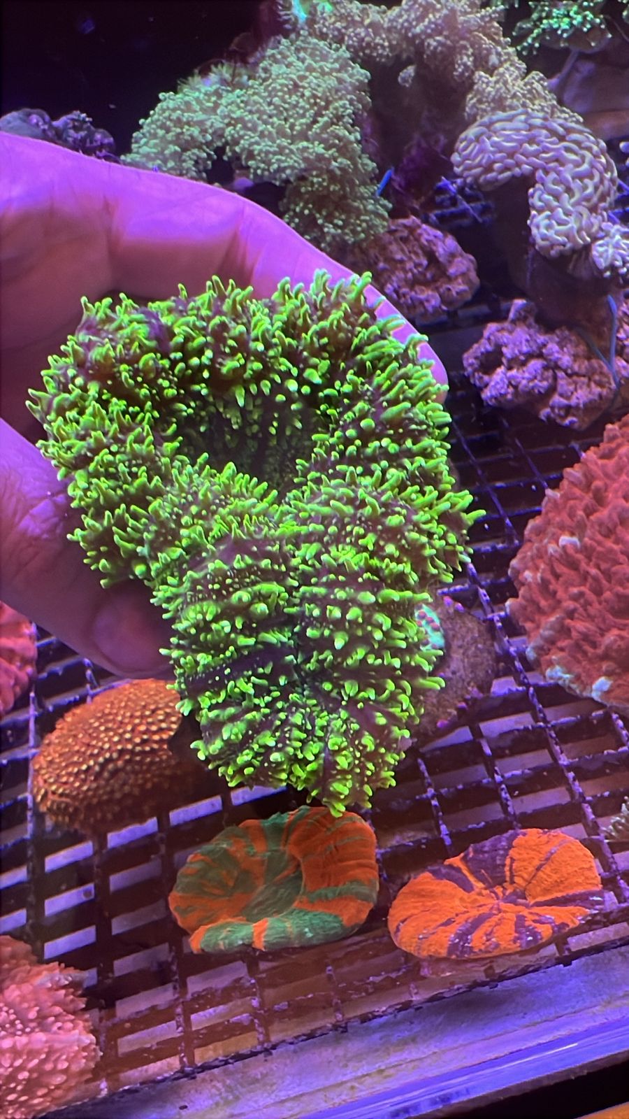 Symphyllia Green Grade A