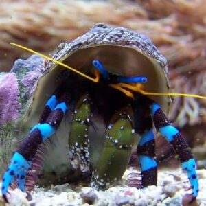 Calcinus Elegans