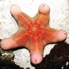 Choriaster Granulatus