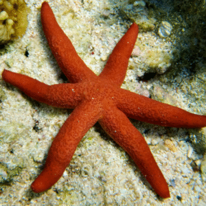 Echinaster Luzonicus