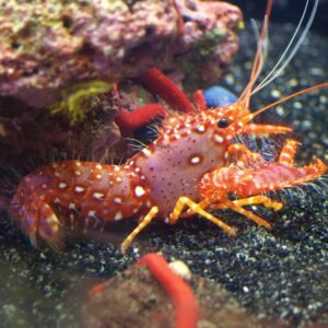 Enoplometopus sp.
