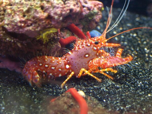 Enoplometopus sp.