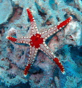 Fromia Monilis