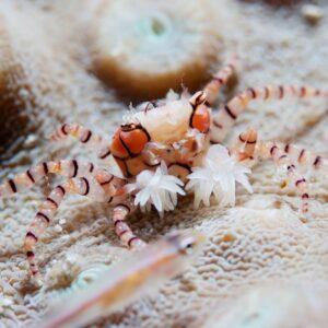 Lybia Sp. (Cangrejo Pom Pom)
