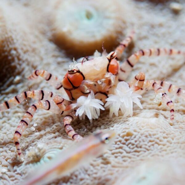Lybia Sp. (Cangrejo Pom Pom)