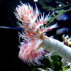 Protula Bipsiralis